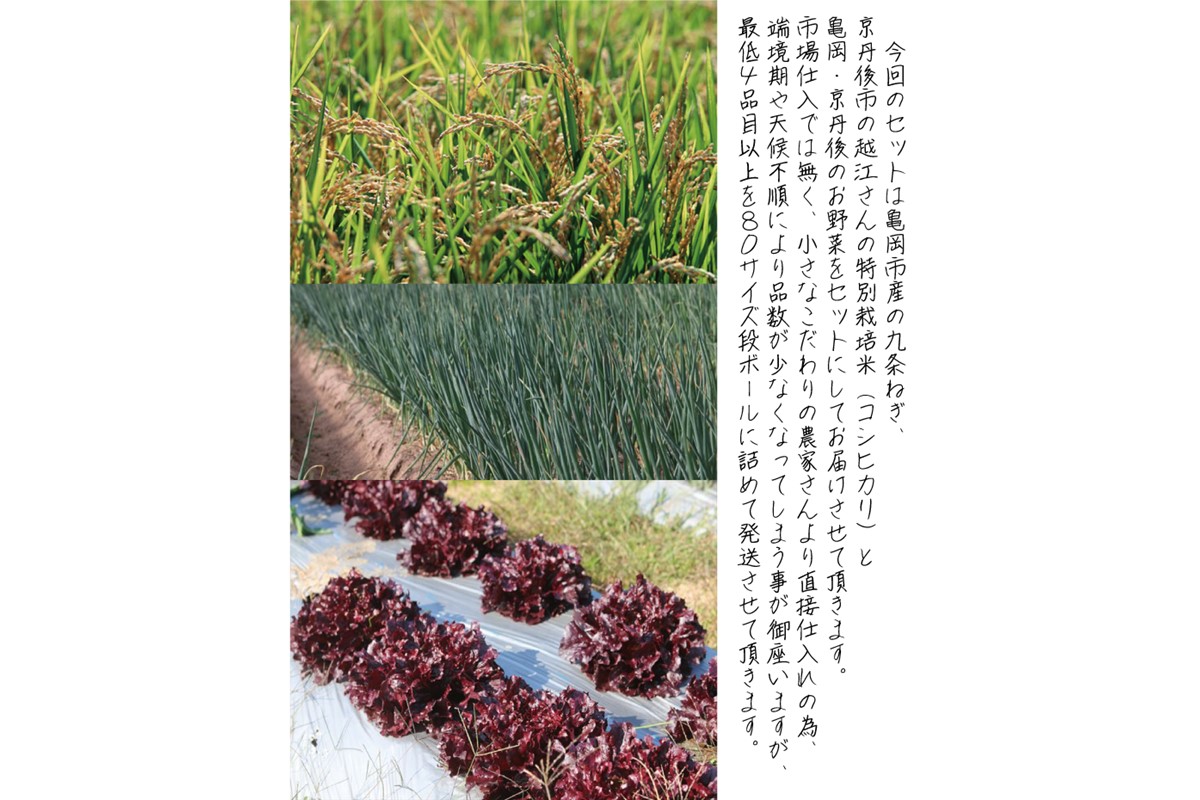 【定期便】合計4回お届け　有機野菜・京野菜の『京都やおよし』の京丹後・亀岡市お野菜＆九条ねぎ＆お米2kg（丹後コシヒカリ特別栽培米）詰め合わせ　※北海道、離島、沖縄地域への発送不可　AA00015【定期便】合計4回お届け　 有機野菜・京野菜の『京都やおよし』の亀岡・京丹後