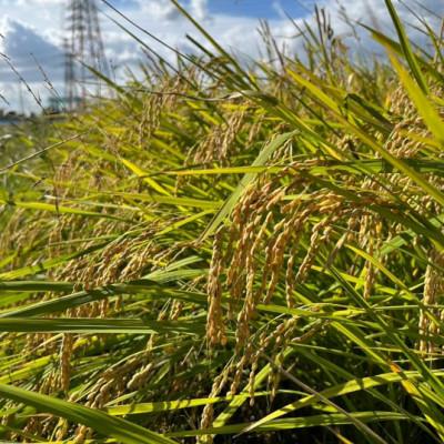 ふるさと納税 羽島市 令和7年産 岐阜県羽島市産ハツシモ 精米20kg(5kg×4袋) |  | 02