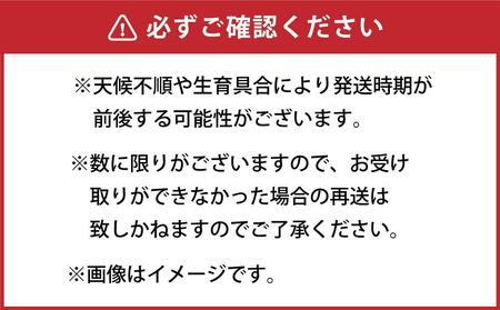 【先行予約】朝採り グリーンアスパラ 2L～3L 700g (2025年5月下旬発送予定) | アスパラ　アスパラ　アスパラ　アスパラ　アスパラ _03900