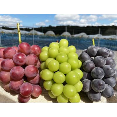 ふるさと納税 真庭市 【発送月固定定期便】9月〜12月 大粒ぶどうの詰め合わせ全4回