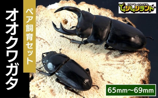 オオクワガタペア 飼育 セット 65mm〜69mm 9月以降発送 クワガタ 自由研究 昆虫 成虫 生体 虫 飼育 夏休み 観察 自然 環境 学習 子供 孫 プレゼント 贈答 人気 福島県 田村市 田村 ふくしま たむら ムシムシランド