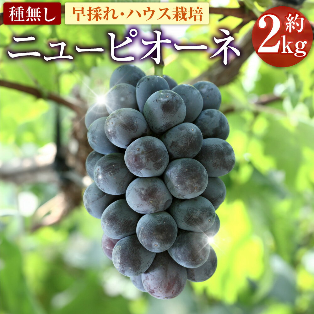 【ふるさと納税】ニューピオーネ 早採れ ハウス栽培 約2kg 種無し ぶどう ブドウ 葡萄 グレープ 大粒 フルーツ 果実 果物 くだもの デザート おやつ 高級 旬 先行予約 季節限定 岡山県産 国産 岡山県 美咲町 送料無料【2025年7月上旬-7月下旬発送予定】