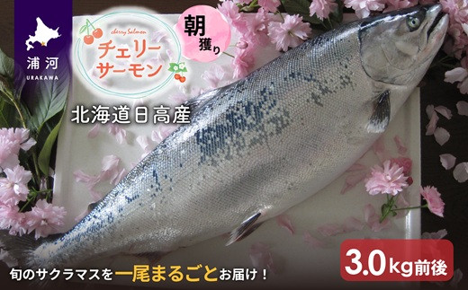 【先行受付開始！】チェリーサーモン1尾分3.0kg前後(未凍結)[01-952]