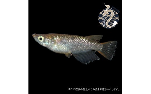 ラメ王風雅