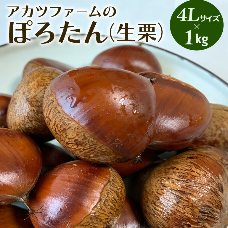 【ふるさと納税】アカツファーム の ぽろたん（ 生栗 ） 超特大 4Lサイズ 1kg 栗 笠間 くり クリ 特大 大きい 大粒 国産 国産栗 和栗 甘栗 栗ご飯 栗きんとん 栗おこわ 甘露煮 マロン 秋 旬 おやつ スイーツ きんとん 保存料不使用 無添加 ギフト 茨城県 笠間市 送料無料