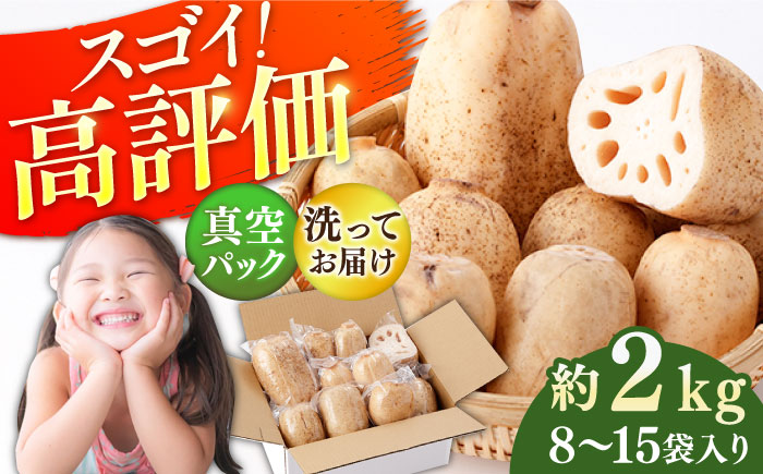 【年内発送】【真空パック】リピーター続々！ 洗いれんこん 約2kg（8-15袋入り）【和泉農園】 蓮根 [ICE001]