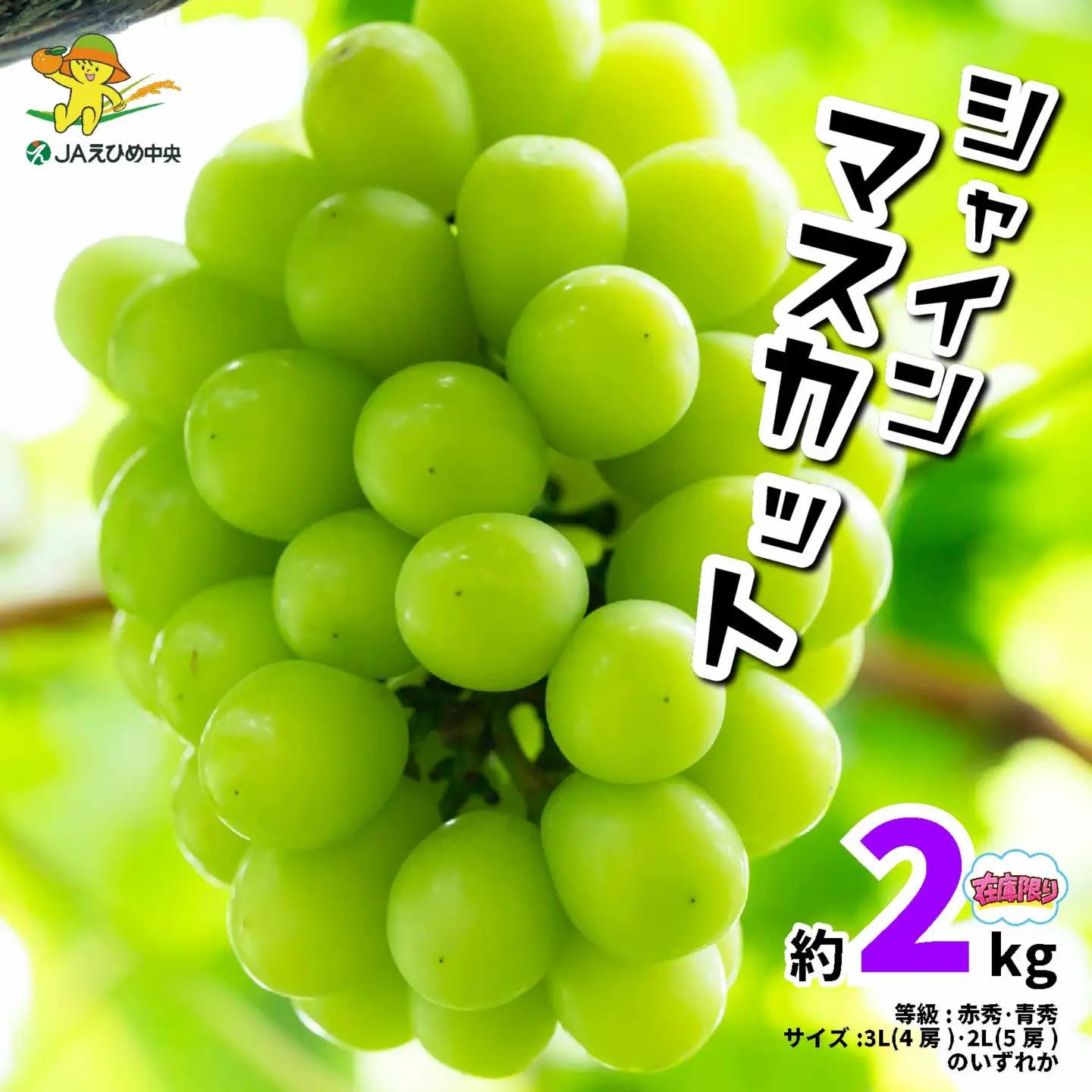 【2026年8月下旬頃より順次発送】シャインマスカット 約2kg ますかっと【EN0083】