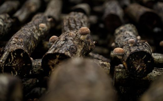 北海道産 原木栽培しいたけ 乾燥スライス椎茸 50g×6袋 MKWN003