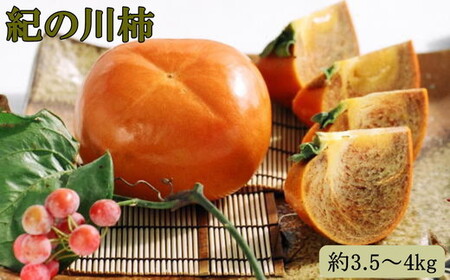 【希少】紀の川柿(種無し)約3.5～4kg・秀品 ｜柿 カキ フルーツ 果物 和歌山 先行予約 かき たねなし  国産 産地直送 美浜町 ※2025年10月中旬～11月中旬頃に順次発送予定