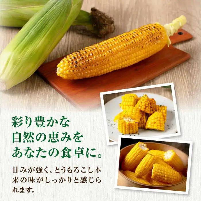 とうもろこし 10本 [AJAH025] とうもろこし