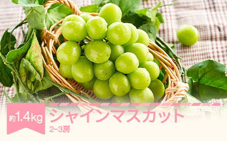 【先行予約】シャインマスカット ぶどう 約1.4kg 2~3房 令和8年産 2026年産 果物 フルーツ ※沖縄・離島への配送不可 mm-busmx3