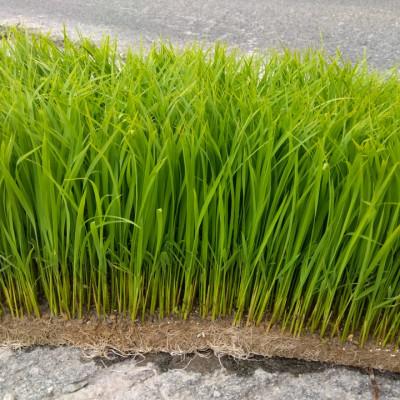 ふるさと納税 橋本市 令和7年産　栽培期間中農薬を減らして育てた玄米 約5キロ　和歌山県橋本市 |  | 02
