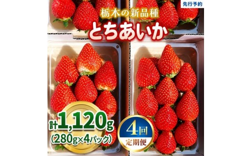 【定期便4回】いちご 栃木の新定番 「とちあいか」 1,120g (280g×4P)| 澳原いちご農園 栃木県 矢板市