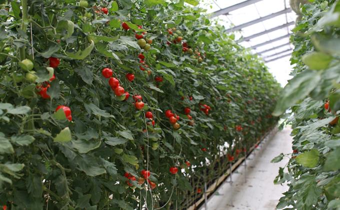 機能性表示食品 Hapitoma ハピトマ 訳あり(1.8kg)【配送不可:北海道・沖縄・離島】健康 ヘルシー GABA 人気 厳選 袋井市 野菜 トマト ミニトマト ストレス リコピン コレステロー