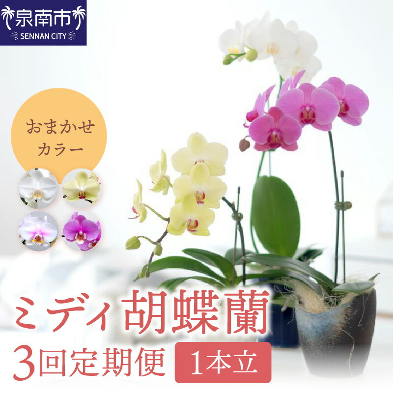 【ふるさと納税】ミディ胡蝶蘭 1本立 半年間 3回 隔月定期便【配送不可地域：北海道・沖縄・離島】