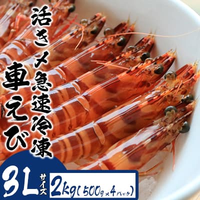 【ふるさと納税】活き〆急速冷凍車えび【3Lサイズ】　2kg（500g×4パック） お刺身 お刺身 天ぷら フライ 急速冷凍 エビ 鮮度 おせち 養殖 瞬間冷凍 甲殻類 海産物 うまみ 瞬間冷凍 送料無料 海鮮 くる 海老