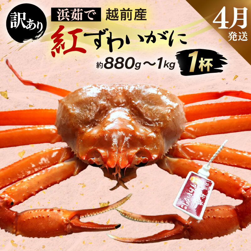 【ふるさと納税】【訳あり】≪浜茹で≫越前産 紅ずわいがに × 1杯（生で約880g～1kg）【紅ズワイガニ カニ かに 蟹】【紅ずわいがに】【4月発送分】