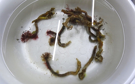 ケッツラゲーおじさんの 釣りエサ用塩エラコ100g×3パック 釣り用エサ 環形動物 三陸山田 山田町 YD-1039