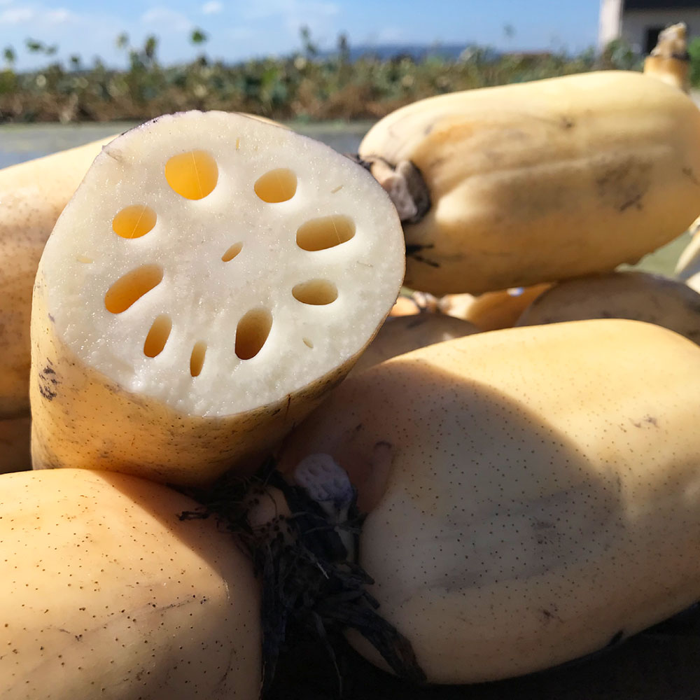 【ふるさと納税】連島れんこん親子セット（M～Lサイズ 約5kg）【配達不可：北海道・沖縄・離島】　野菜・根菜 【2026年3月下旬迄順次発送予定】