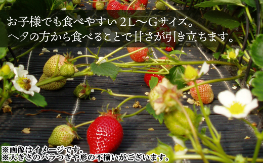 2S3-S 福岡県産あまおう【280g×2パック】