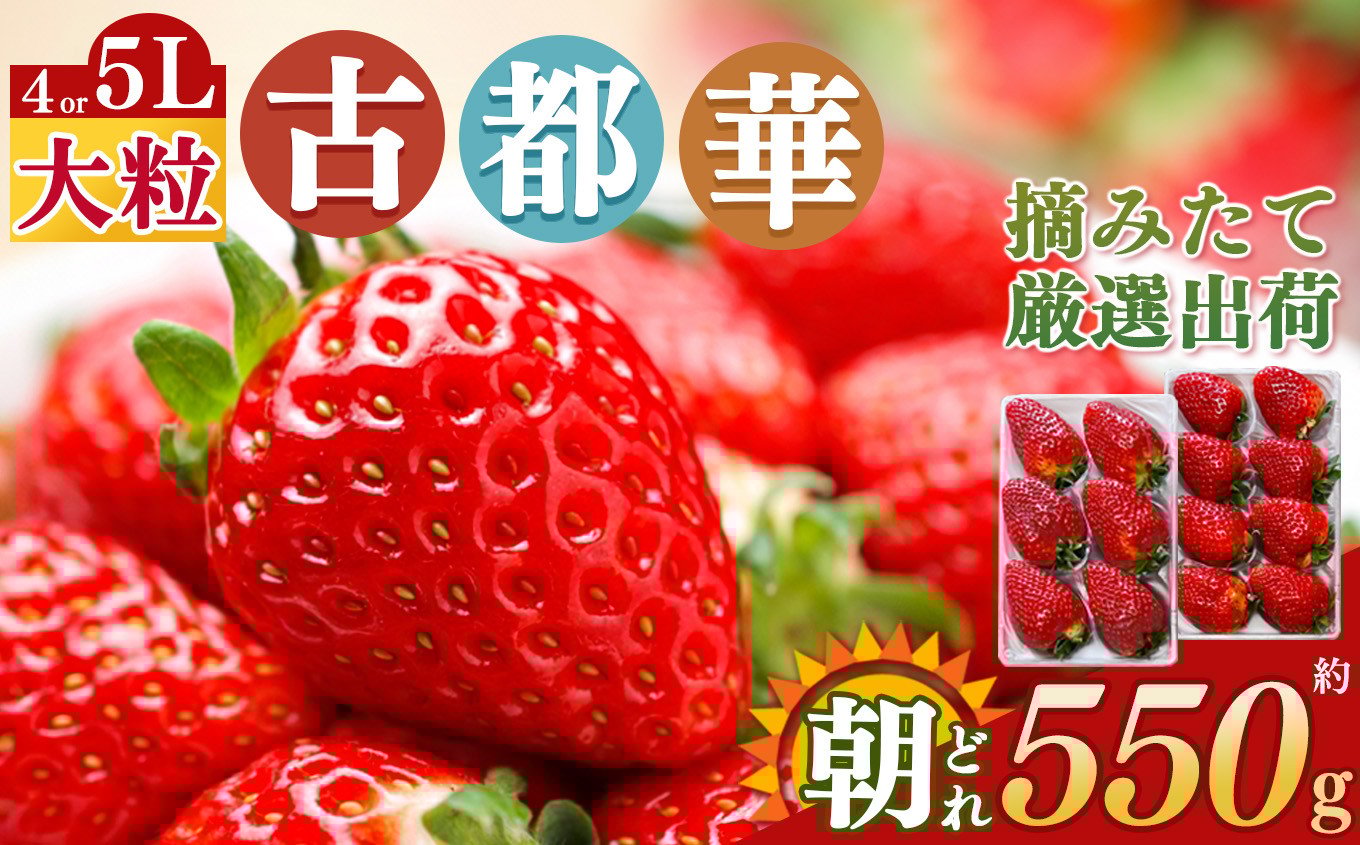 
平群の古都華 いちご 4Lまたは5Lサイズ（1種×2パック）苺屋小東
