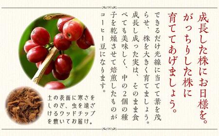 【観葉植物】コーヒーの木 7号 ホワイトスクエア陶器G 土の表面:ウッドチップ ｜観葉植物 インテリア 部屋 おしゃれ 福岡県筑前町 送料無料