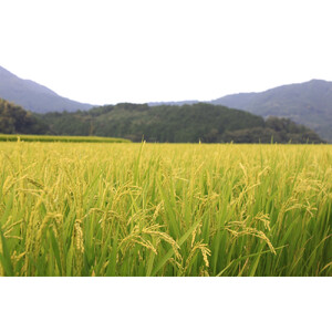 1089.【令和8年産新米産】【食味鑑定士厳選】 鳥取県産 コシヒカリ20kg (5kg×4袋)