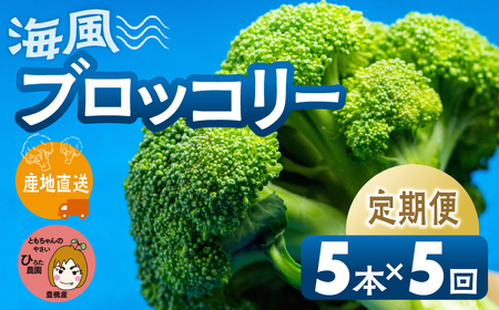 ブロッコリー 5本 ×5回お届け 豊橋 国産 ミネラルたっぷり 海風そだち 潮風 家族で 大容量 豊橋 ともちゃんのやさい 直売所で大人気！ 愛知県 豊橋市 安心野菜