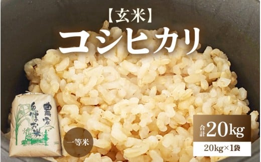 【先行予約】【令和8年産・新米】コシヒカリ 玄米 20kg / コシヒカリ 玄米 お米 米 コメ こしひかり 福井県 一等米 あわら市 ブランド米 あわら市産コシヒカリ 福井県産コシヒカリ コスパ ※2026年9月下旬より順次発送予定 [aw096-d004]