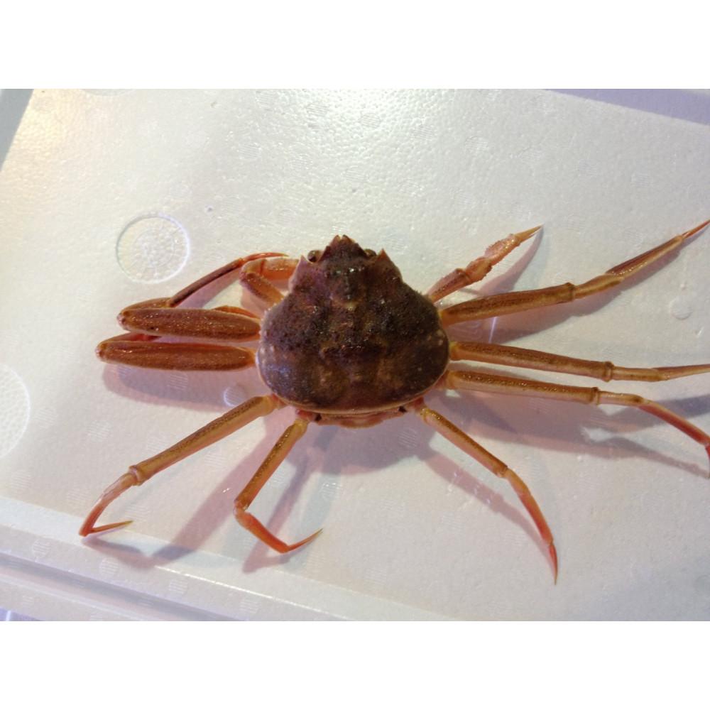 【ふるさと納税】【魚倉】活お任せセコガニ1kgセット | 国産 ズワイガニ 松葉ガニ カニ 蟹 かに 生 カニ鍋 かに鍋 鍋 かにしゃぶ かにみそ 期間限定 送料無料 鳥取県 三朝町