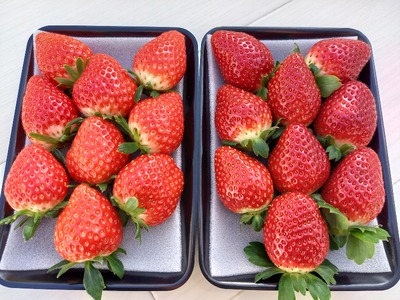 いちご 2パック 農園直送 ランダム 2品種 食べ比べ さちのか おいCベリー あまおとめ 紅い雫 かおり野 スターナイト みくのか 数量限定 愛媛 人気 伊予市 くぼなか農園｜B201