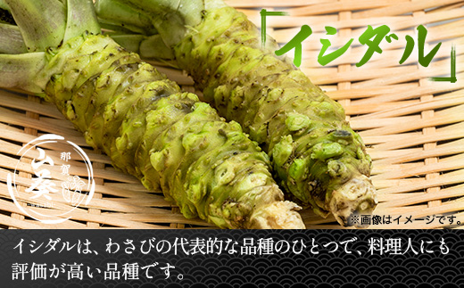 那賀わさび (イシダル) 約100g 1～2本【徳島県 那賀町 生産者直送 産地直送 本わさび わさび ワサビ 生わさび 山葵 野菜 香味野菜 国産 イシダル 薬味 調味料 万能 新鮮】FN-11