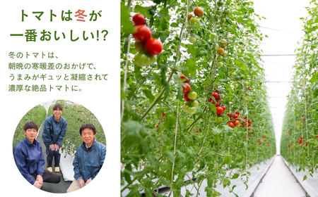 先行予約 ミニトマト TYレッドオーレ 900g(150g×6) 冬トマト 福島県 田村市