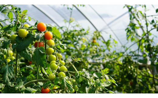 夕張フォレストファーム近くの農園で育てています