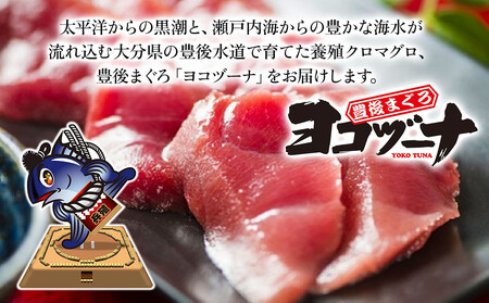 本まぐろヨコヅーナ 訳あり 本まぐろ 端材 1kg