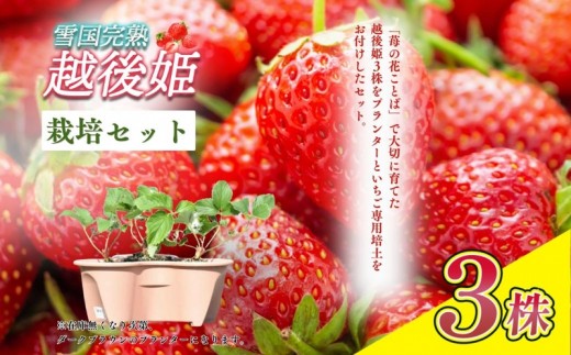 
                  いちご 越後姫栽培キット 3株 越後姫 栽培キット 苺 栽培 プランター 植物 プラント 苺の花ことば
                
