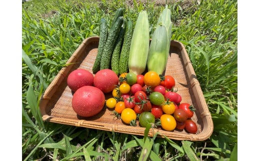 【定期便】那須ブランド 那須高原野菜セット(月2回／5月～12月／全16回) ｜野菜 お野菜 新鮮 詰め合わせ やさい みずみずしい 美味しい 自然 栃木県 那須町〔P-66〕※北海道・沖縄・離島への