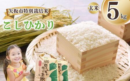 矢板市特別栽培米 こしひかり 玄米 5kg | お米 米 こめ 白米 玄米 にじのきらめき コシヒカリ こしひかり 美味しい お弁当 選べる エコ スマート 環境 手間暇 土づくり  ふるさと 納税 栃木県 矢板市