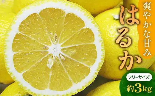 はるか 約3kg 甘み 香り みかん フルーツ お取り寄せ ミカン 蜜柑  FAH-0036