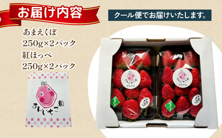 いちご 1kg 紅ほっぺ あまえくぼ 食べ比べ セット ( 2025年 1月 以降 発送予定 )  4パック 朝採れ 期間限定 人気 果物 フルーツ 新鮮 旬 冬 春 ケーキ ショートケーキ デザート