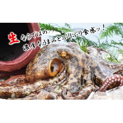 ふるさと納税 国東市 船上活き締め!生真だこぶつ切1kg(200g×5P)_1811R |  | 01