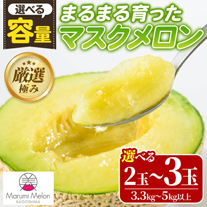 【ふるさと納税】＜容量選べる＞まるまる育ったマスクメロン(2玉・計3.3kg以上～3玉・計5kg以上) マスクメロン フルーツ 果物 果実 3キロ 5キロ 数量限定 期間限定【まる美園芸組合】【0242205a】【0322204a】