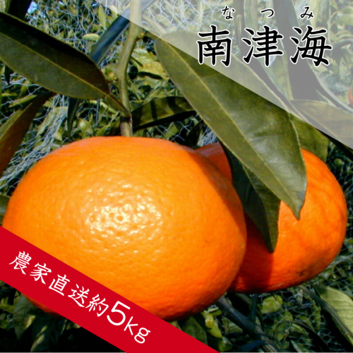 140.南津海（なつみ）（約5kg）(A140-1)