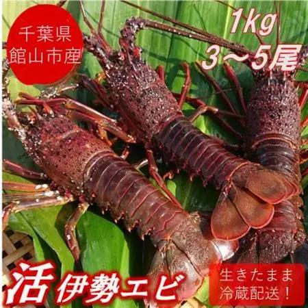 【先行予約】【金曜日発送】漁師直送!千葉県館山産 天然『活』伊勢海老　1kg(3～5尾)【配送不可地域：離島・北海道・沖縄県・東北・中国・四国・九州】【1532962】