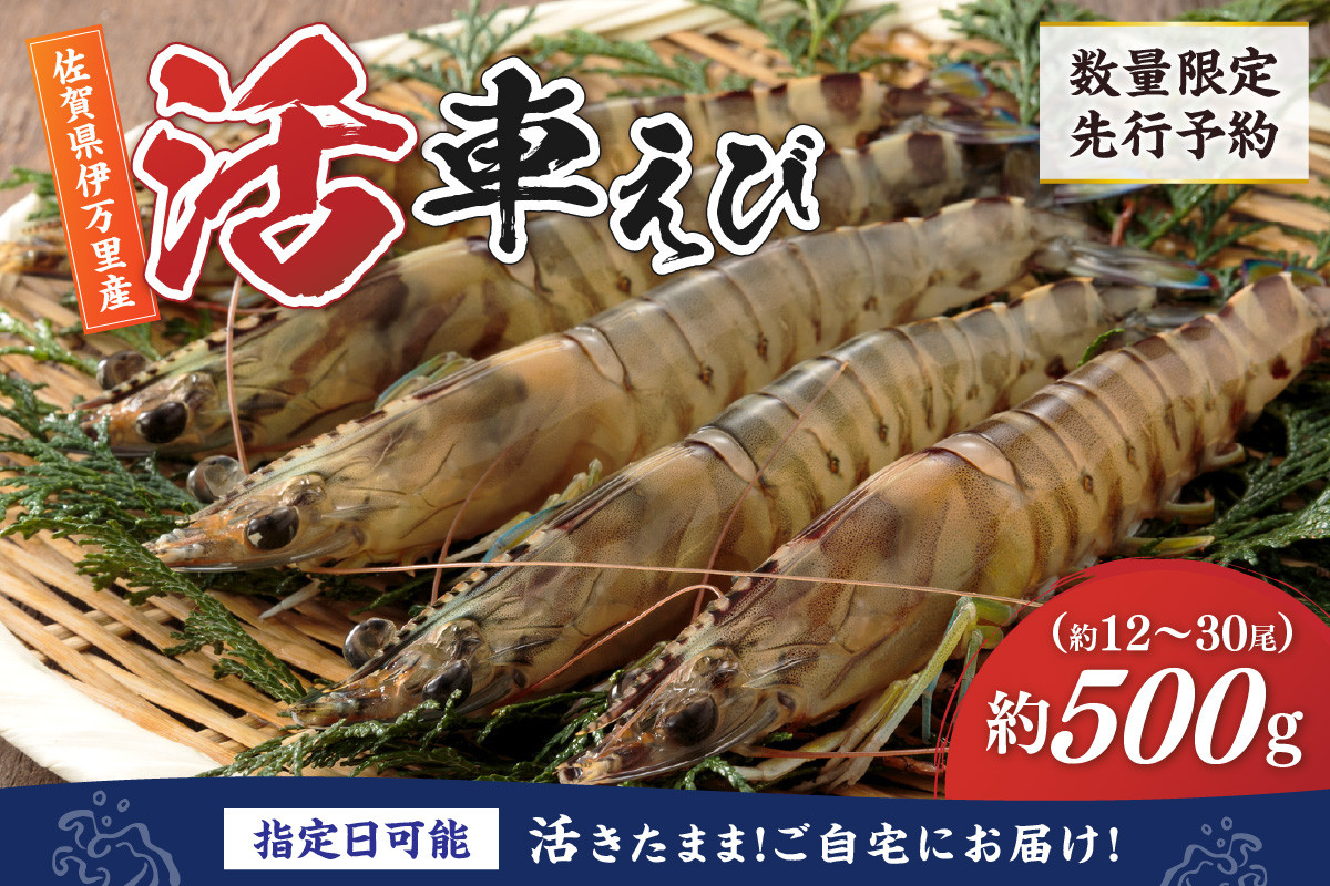 
            活車海老 500g 指定日可能【数量限定 先行予約】（12月1日から配送開始） 010-C179
          