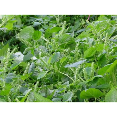 ふるさと納税 臼杵市 非加熱・生搾りの臼杵市産「エゴマ油」(140g×5瓶) |  | 01