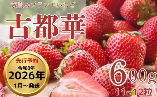
            いちご 大粒 約600g 奈良 ことか 2026年1月以降発送 1箱 約11~12粒 冷蔵 先行予約 数量限定 古都華 イチゴ 苺 人気 おすすめ フルーツ 果物 ストロベリー スイーツ デザート 産地直送 旬 新鮮 ギフト 贈答 お歳暮 プレゼント ふるさと納税いちご ふるさと納税苺 ふるさと納税イチゴ 奈良県 奈良市 藤井農園
          