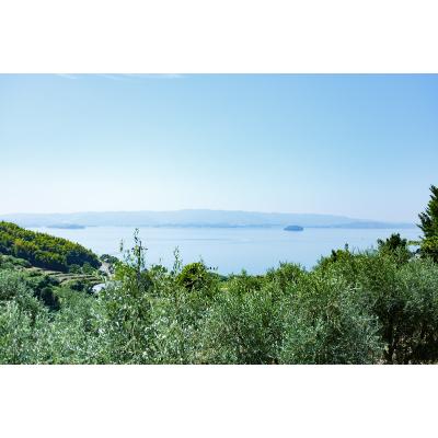 ふるさと納税 長与町 CONOMINAL/エキストラバージンオリーブオイル |  | 02