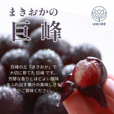 【発送月固定定期便】【8月・9月・10月発送】山梨県まきおか産　葡萄の定期便全3回【配送不可地域：離島・沖縄県】