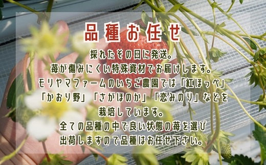こだわり苺　品種お任せ小箱8粒〜10粒×2パック(1月発送)【B0-176_01】 いちご 苺 イチゴ 紅ほっぺ かおり野 さがほのか 恋みのり 果物 フルーツ フルーツサンド ケーキ